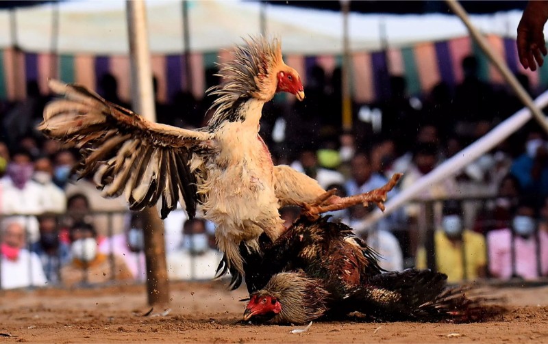 Đá gà cựa tròn