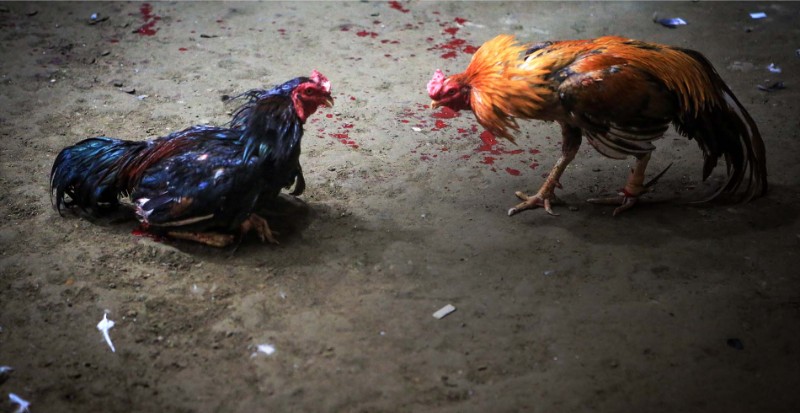 Đá gà cựa dao King88: Cá cược kịch tính, thưởng khủng 3 Đá gà cựa dao