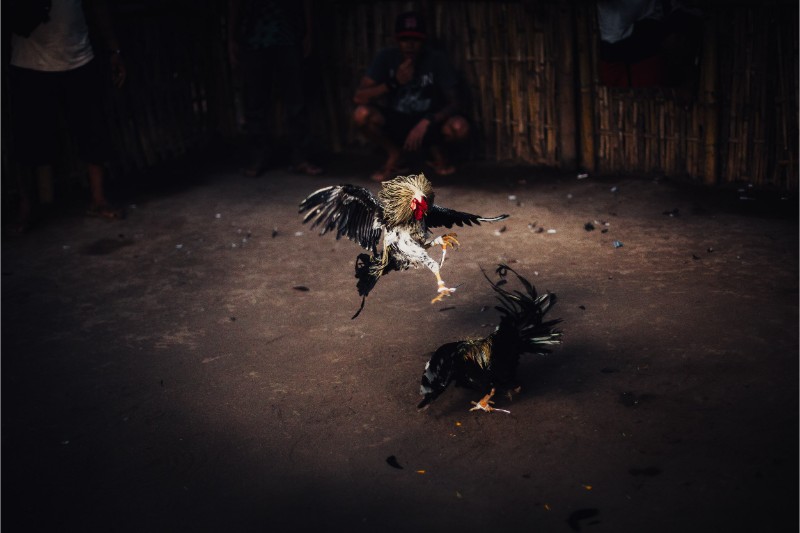 Đá gà cựa dao King88: Cá cược kịch tính, thưởng khủng 4 Đá gà cựa dao