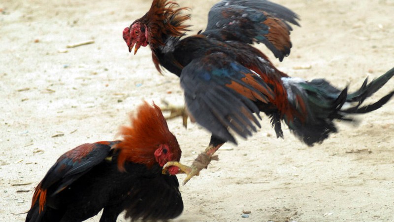 Đá Gà 3 Đá gà King88