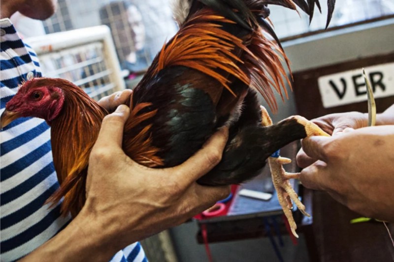 Đá gà cựa dao King88: Cá cược kịch tính, thưởng khủng 2 Đá gà cựa dao