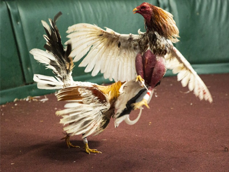 Đá Gà 1 Đá gà King88